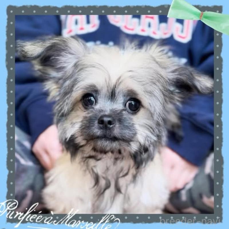 販売中の静岡県のチワプー:チワワ×トイプードル-417083の3枚目