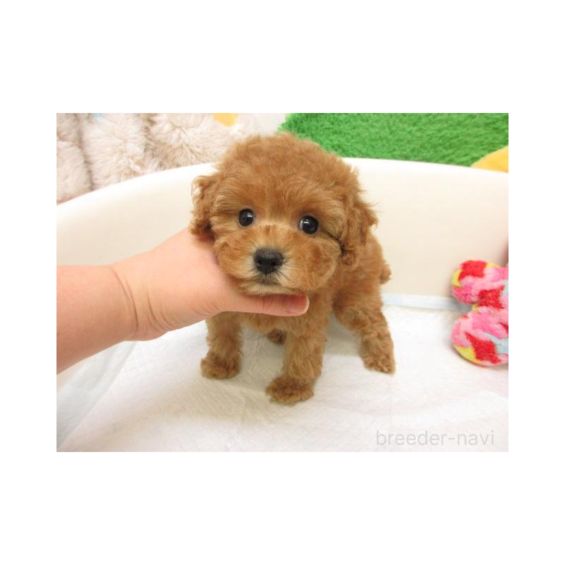 販売中の大阪府のトイプードル-436893の2枚目