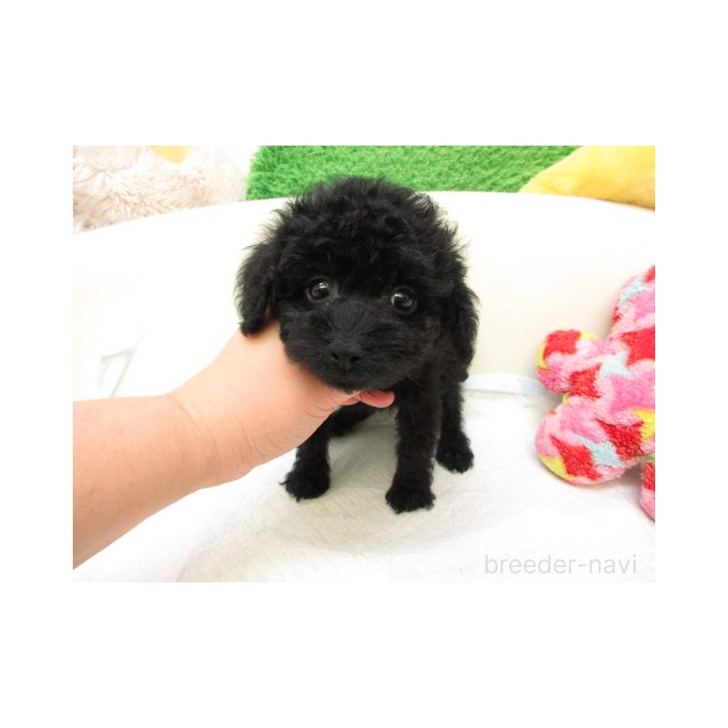 販売中の大阪府のトイプードル-436894の2枚目