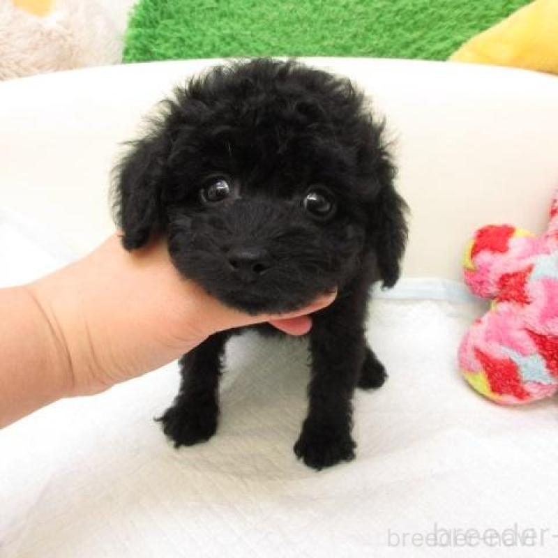 販売中の大阪府のトイプードル-436894