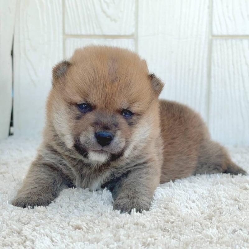 販売中の茨城県のミックス犬-436895の5枚目