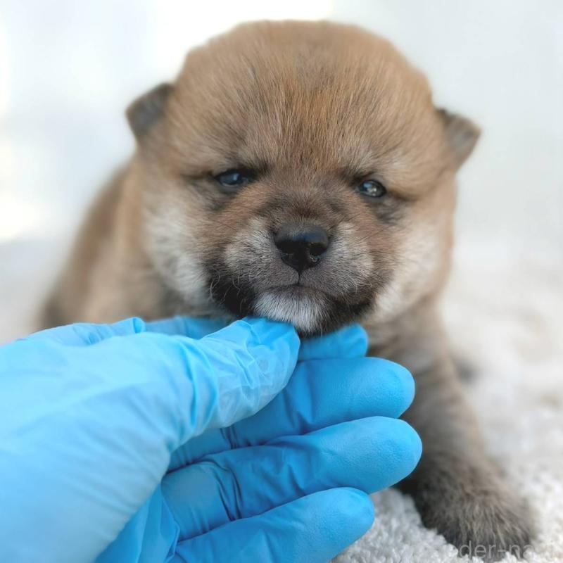 販売中の茨城県のミックス犬-436895の2枚目