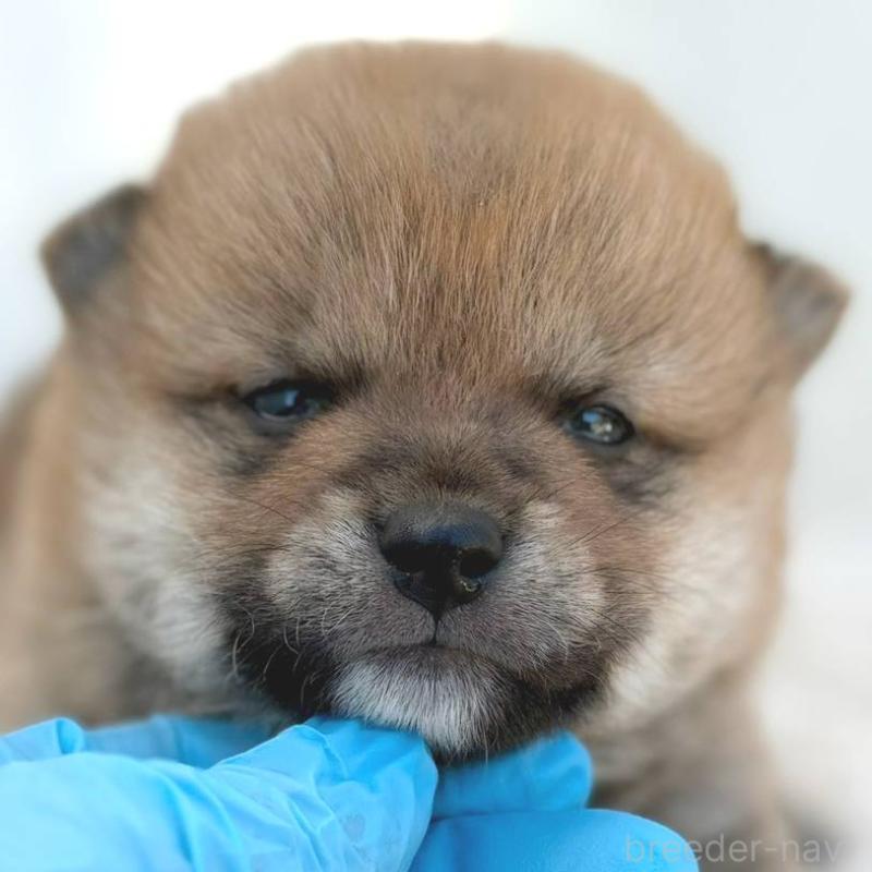 販売中の茨城県のミックス犬-436895