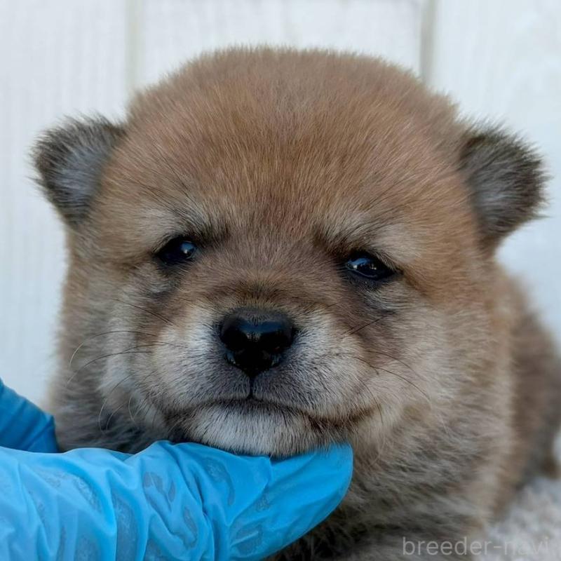 販売中の茨城県のミックス犬-436897