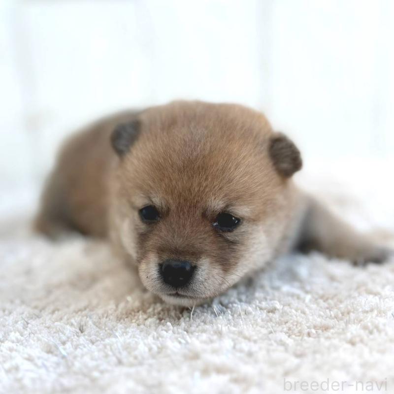 販売中の茨城県のミックス犬-436897の6枚目