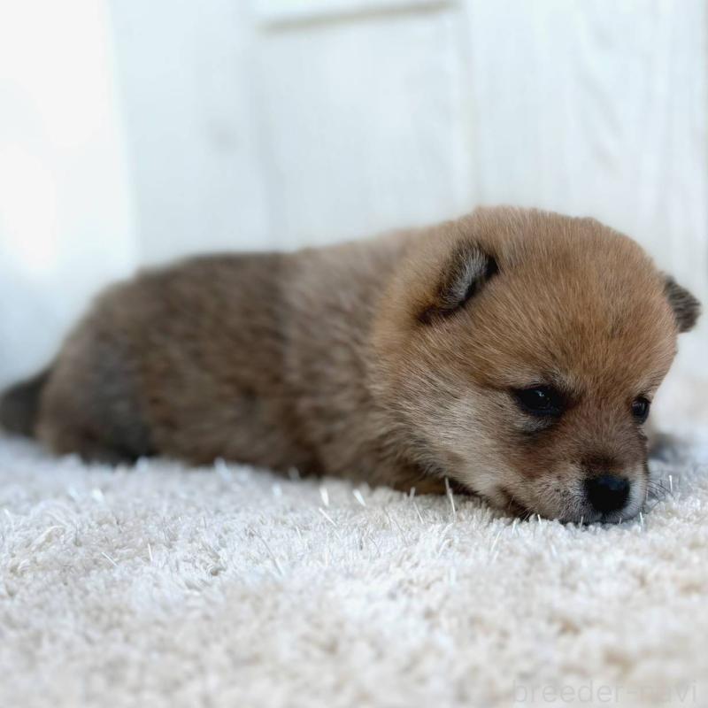 販売中の茨城県のミックス犬-436897の5枚目