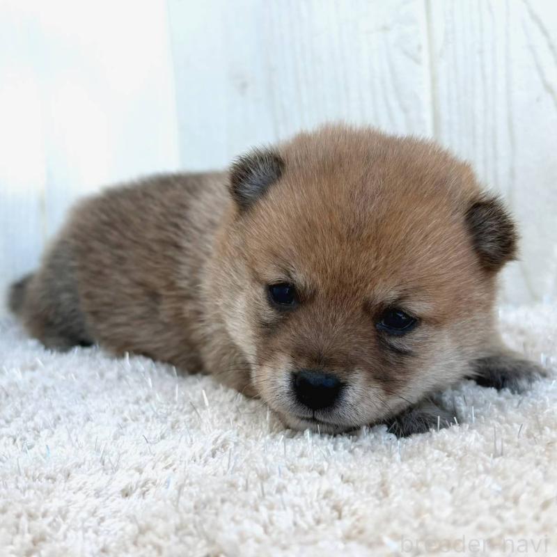 販売中の茨城県のミックス犬-436897の3枚目