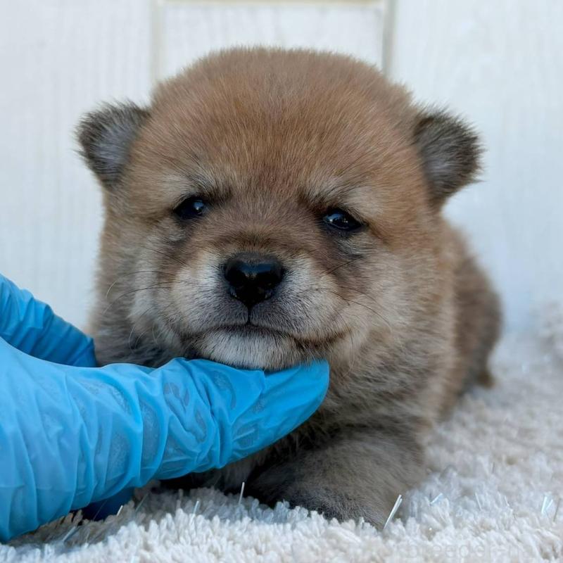 販売中の茨城県のミックス犬-436897の2枚目