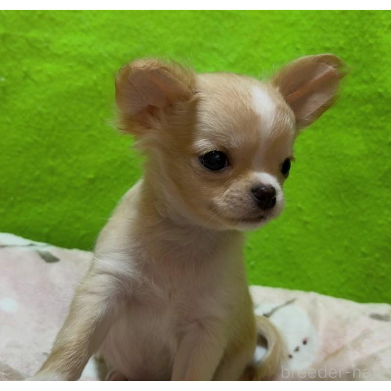 販売中の山口県のチワワ(ロングコート)-435727の2枚目