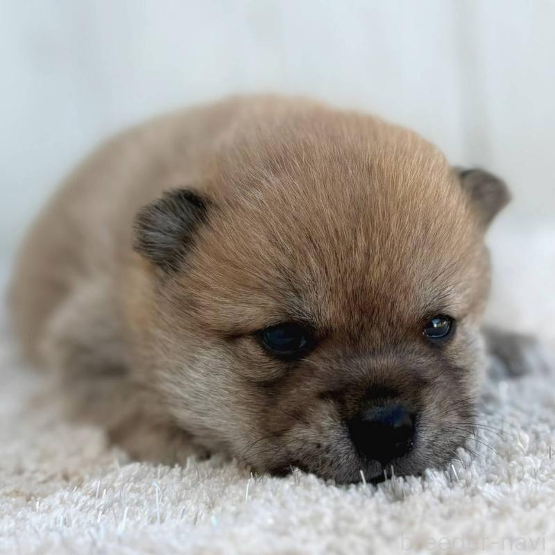 販売中の茨城県のミックス犬-436898の6枚目