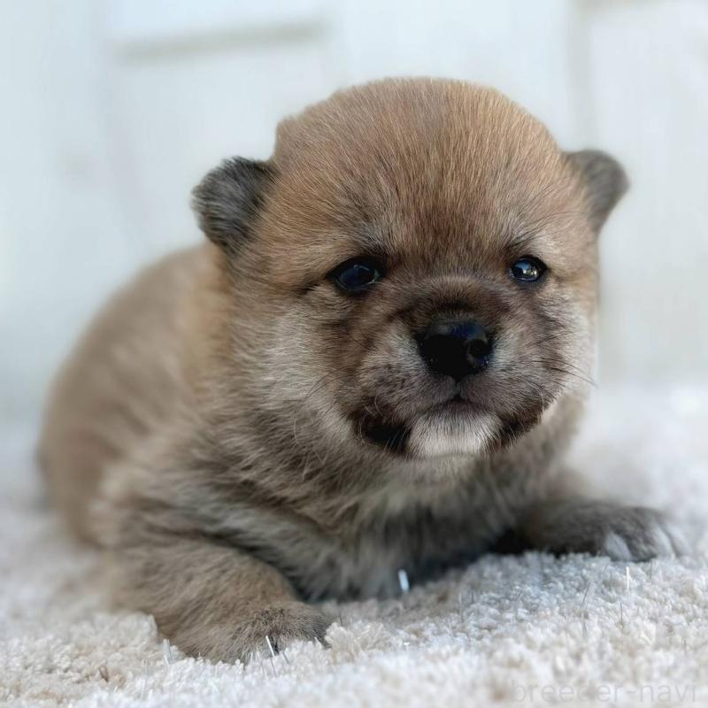 販売中の茨城県のミックス犬-436898の5枚目