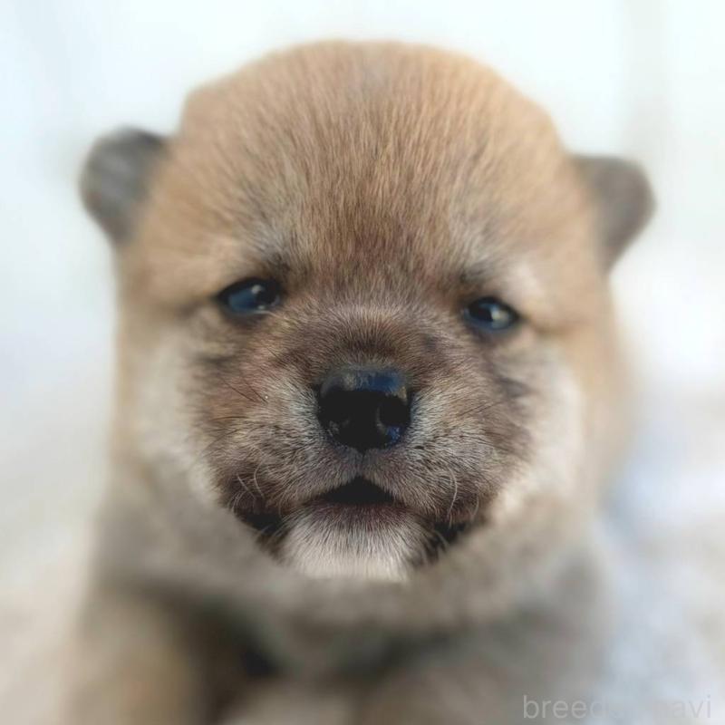 販売中の茨城県のミックス犬-436898の1枚目