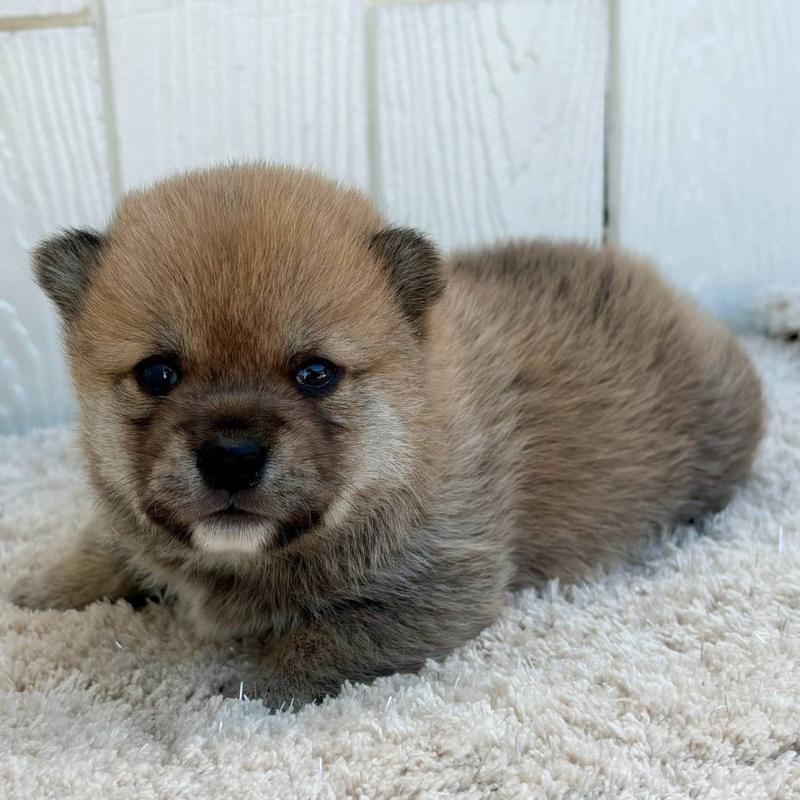 販売中の茨城県のミックス犬-436898の4枚目