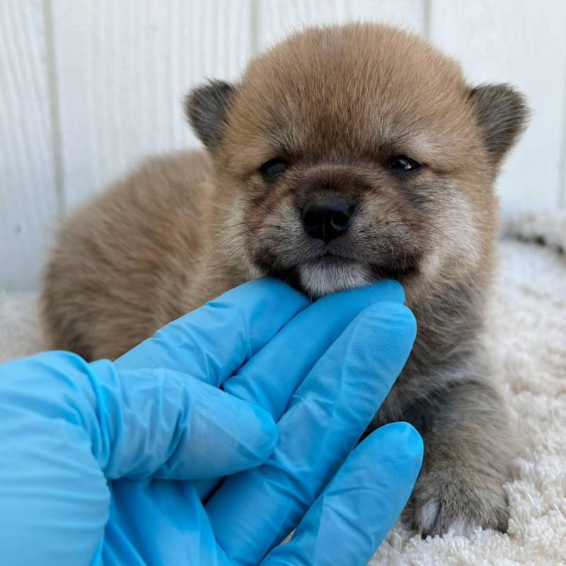 販売中の茨城県のミックス犬-436898の3枚目