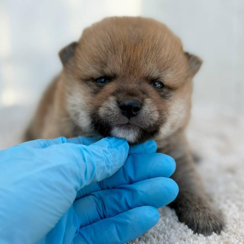 販売中の茨城県のミックス犬-436898の2枚目