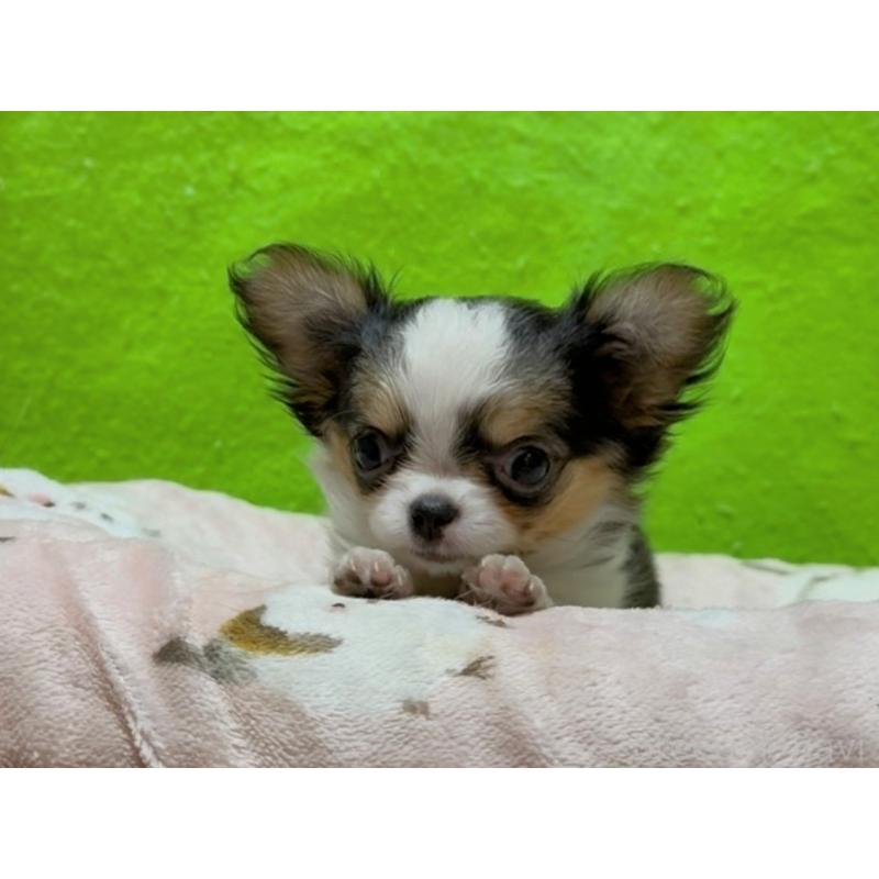 商談中の山口県のチワワ(ロングコート)-435721の4枚目