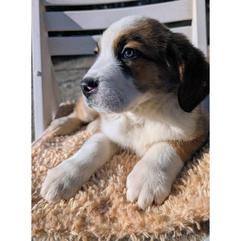 販売中の宮崎県のミックス犬-436900の6枚目