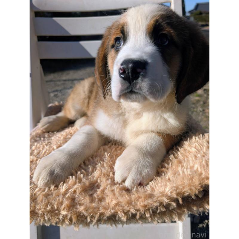 販売中の宮崎県のミックス犬-436900の5枚目