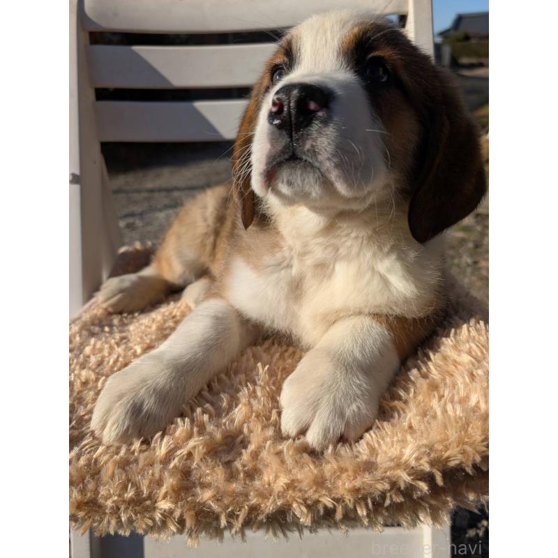 販売中の宮崎県のミックス犬-436900の4枚目