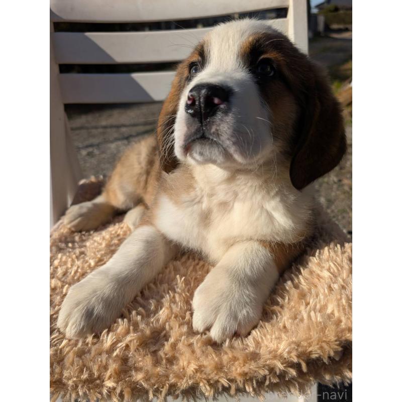 販売中の宮崎県のミックス犬-436900の3枚目