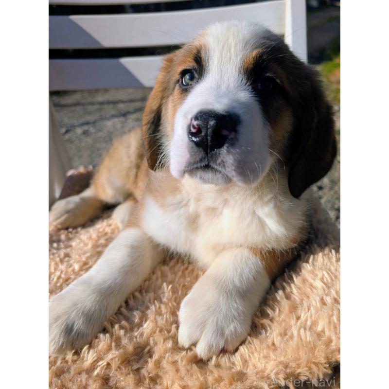 販売中の宮崎県のミックス犬-436900の2枚目