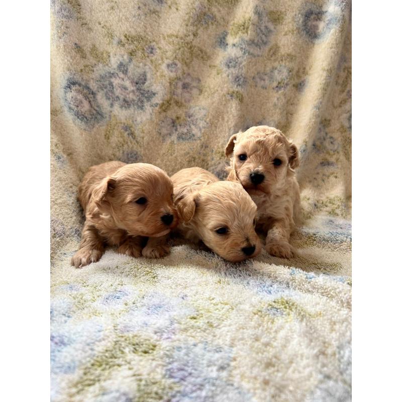 販売中の千葉県のミックス犬-435569の7枚目