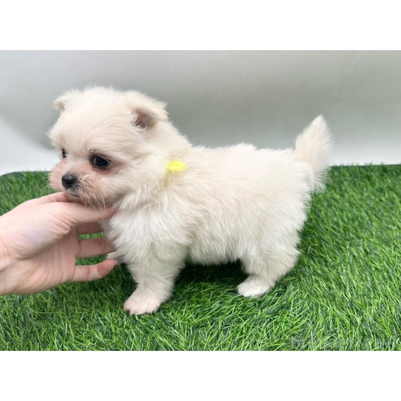 販売中の愛知県のポメマル:ポメラニアン×マルチーズ-436910の4枚目