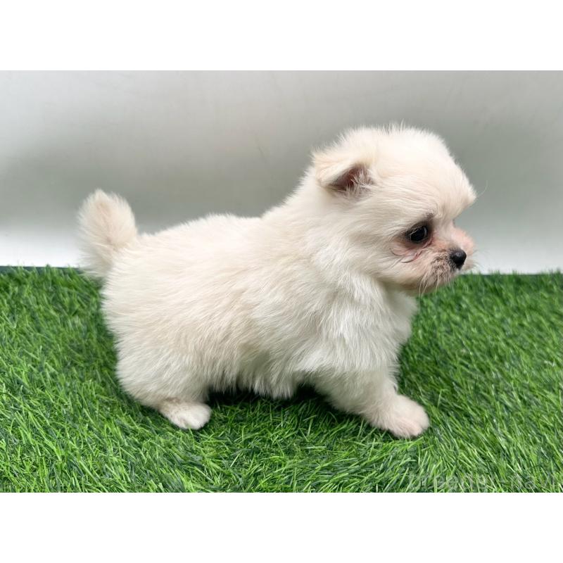 販売中の愛知県のポメマル:ポメラニアン×マルチーズ-436910の3枚目