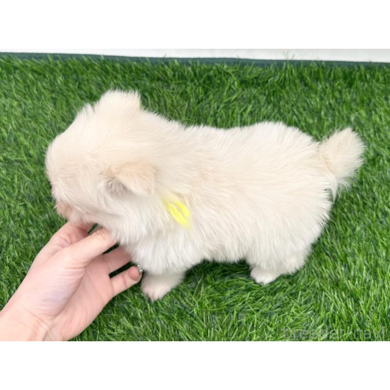 販売中の愛知県のポメマル:ポメラニアン×マルチーズ-436910の2枚目