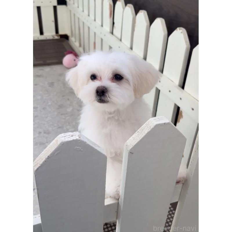 販売中の福岡県のミックス犬-423751の7枚目