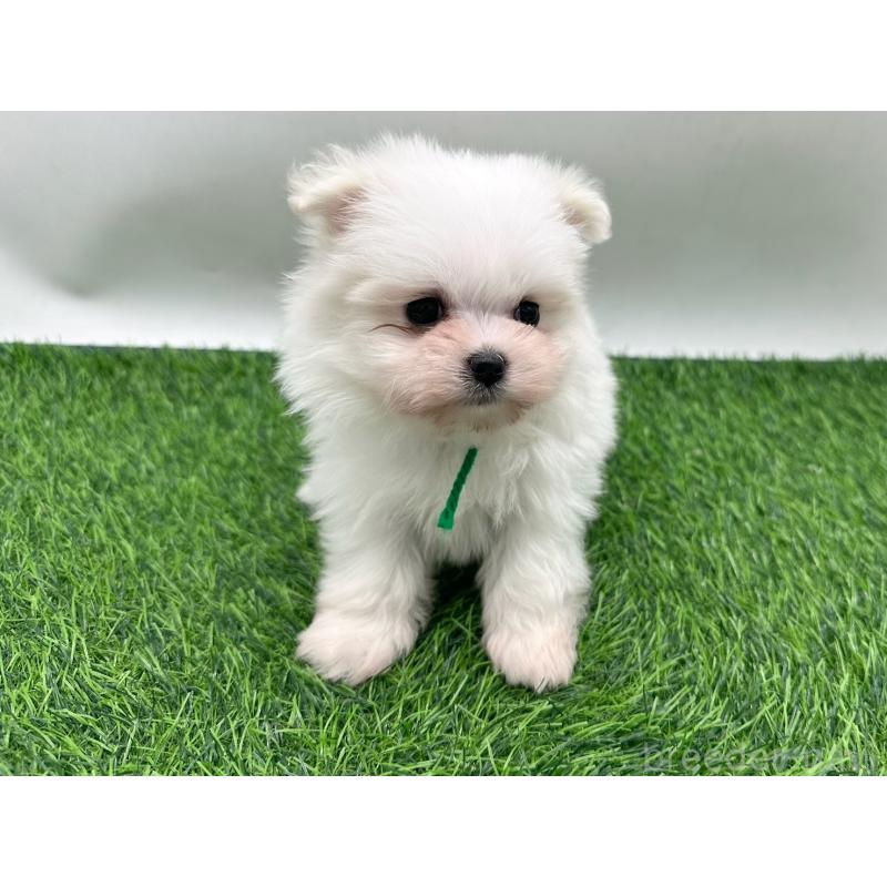 販売中の愛知県のポメマル:ポメラニアン×マルチーズ-436913の4枚目