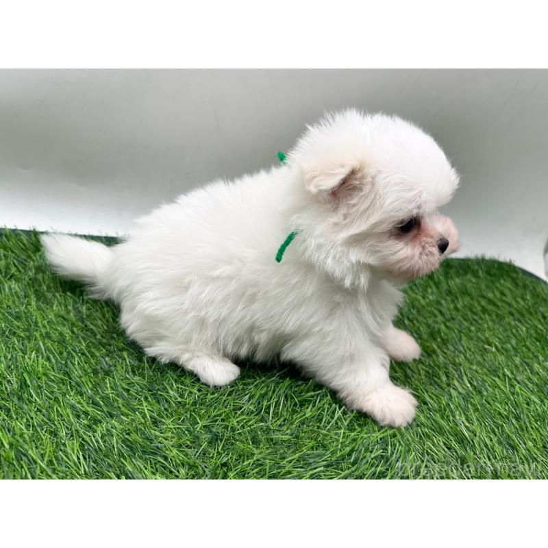 販売中の愛知県のポメマル:ポメラニアン×マルチーズ-436913の3枚目