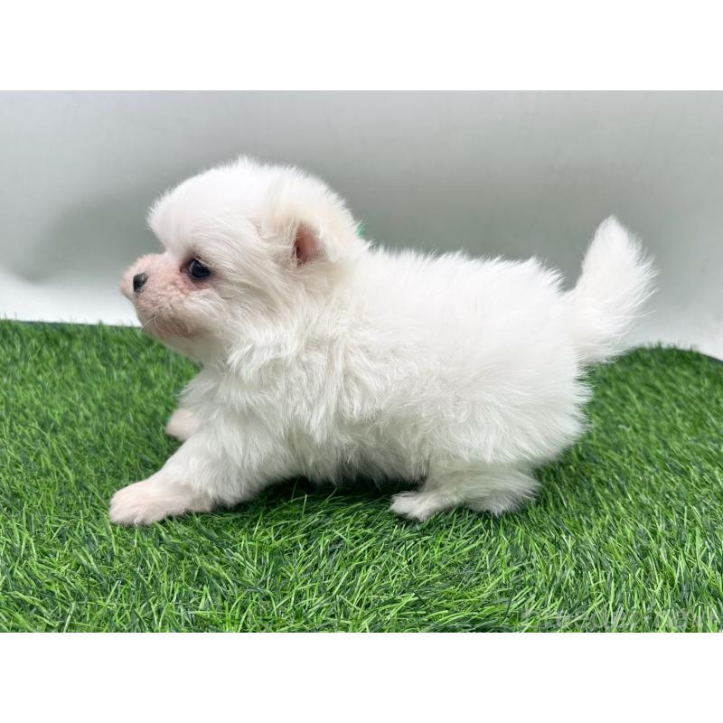 販売中の愛知県のポメマル:ポメラニアン×マルチーズ-436913の2枚目