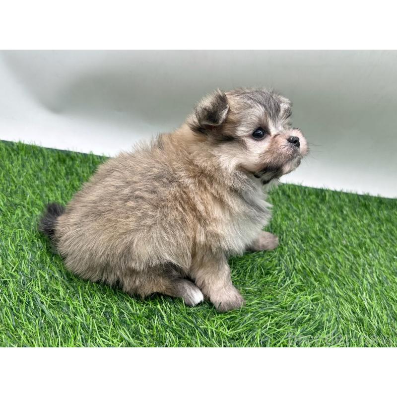 販売中の愛知県のポメマル:ポメラニアン×マルチーズ-436914の6枚目