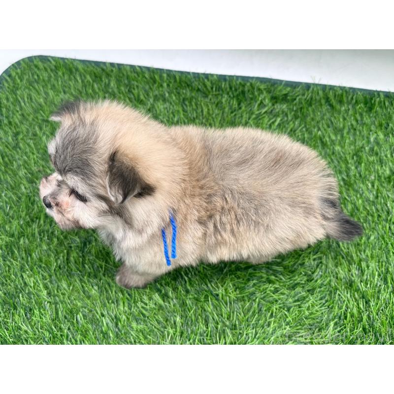 販売中の愛知県のポメマル:ポメラニアン×マルチーズ-436914の4枚目