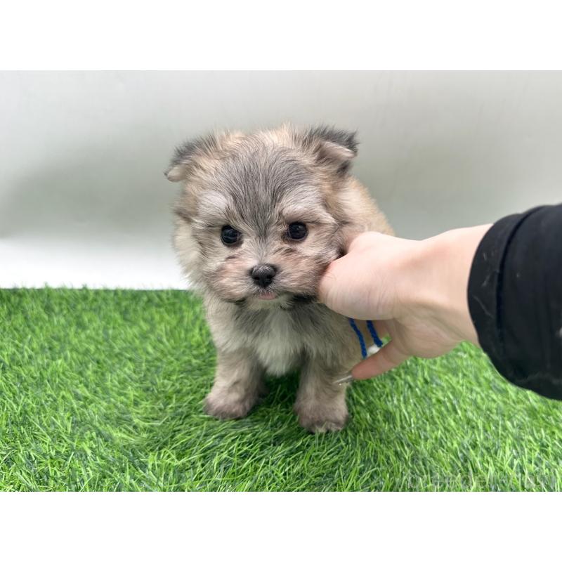 販売中の愛知県のポメマル:ポメラニアン×マルチーズ-436914の2枚目