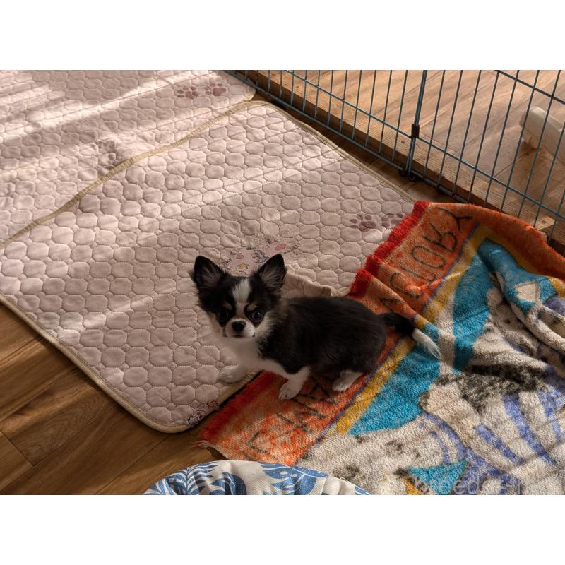 成約済の愛知県のチワワ(ロングコート)-420128の7枚目