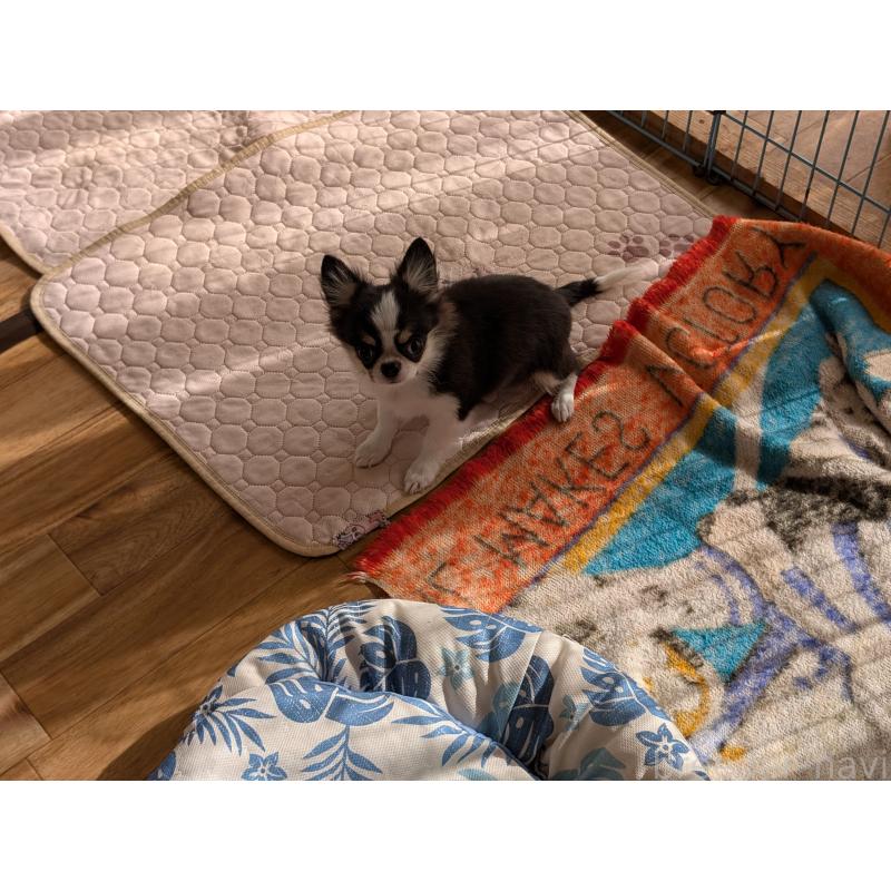 成約済の愛知県のチワワ(ロングコート)-420128の6枚目