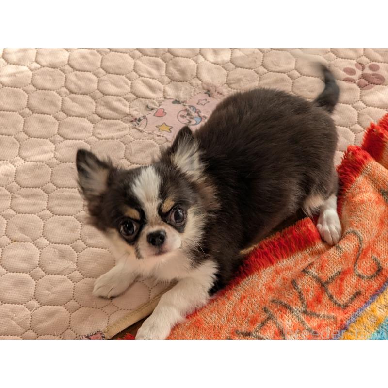 成約済の愛知県のチワワ(ロングコート)-420128の5枚目