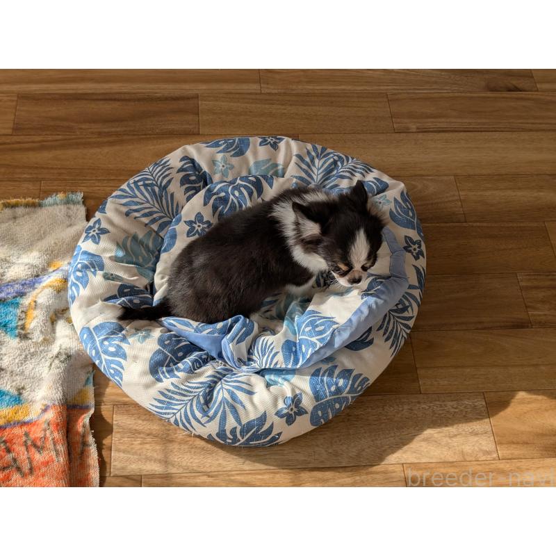 成約済の愛知県のチワワ(ロングコート)-420128の4枚目