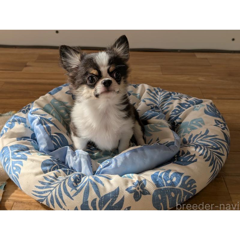 成約済の愛知県のチワワ(ロングコート)-420128の3枚目