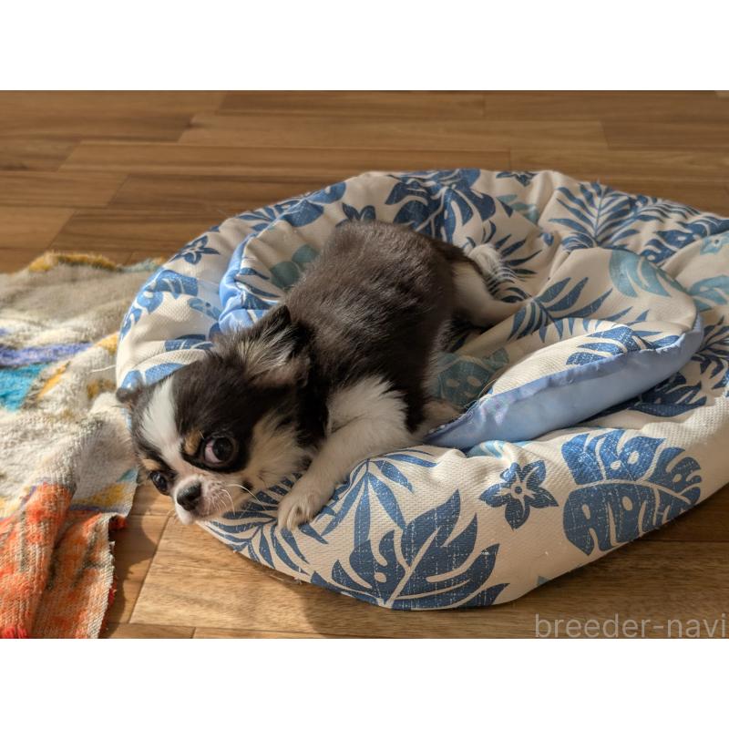 成約済の愛知県のチワワ(ロングコート)-420128の2枚目