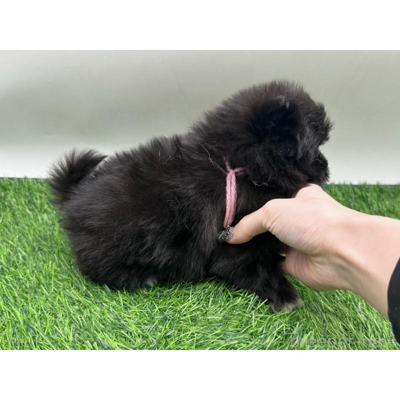 販売中の愛知県のポメマル:ポメラニアン×マルチーズ-436915の5枚目