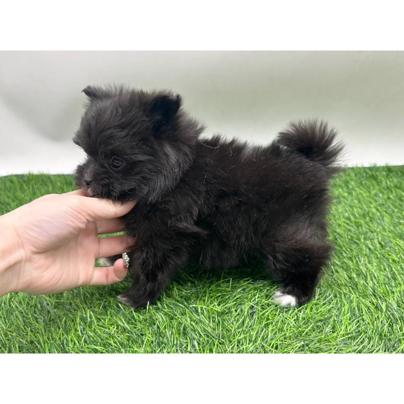 販売中の愛知県のポメマル:ポメラニアン×マルチーズ-436915の4枚目