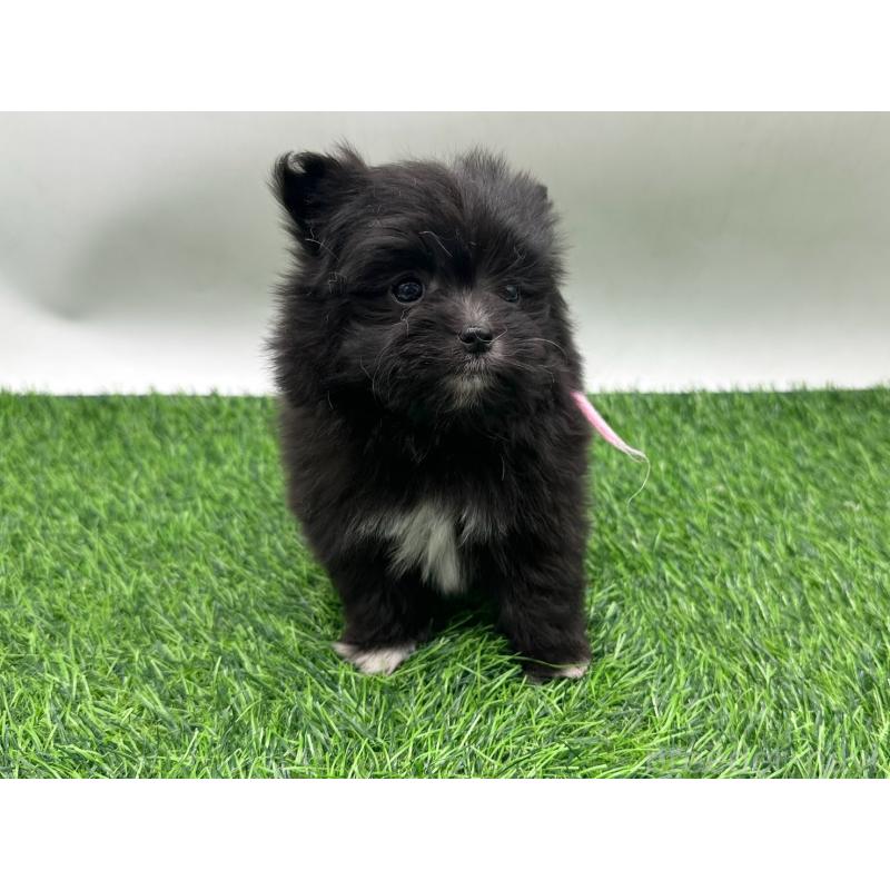 販売中の愛知県のポメマル:ポメラニアン×マルチーズ-436915の3枚目