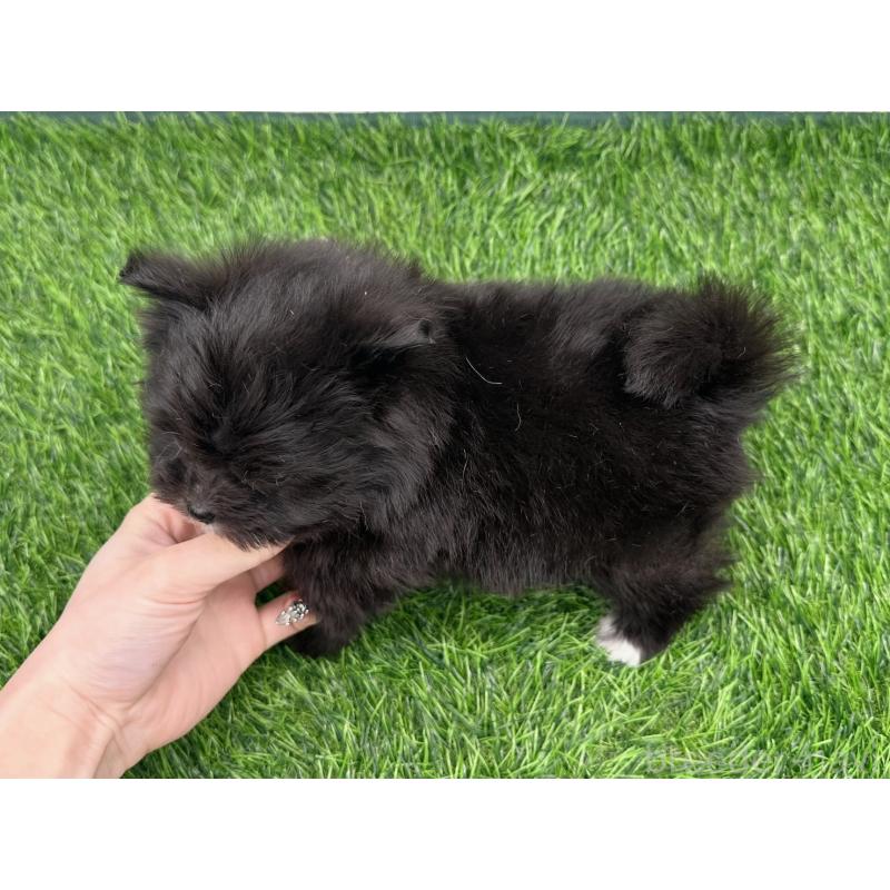 販売中の愛知県のポメマル:ポメラニアン×マルチーズ-436915の2枚目