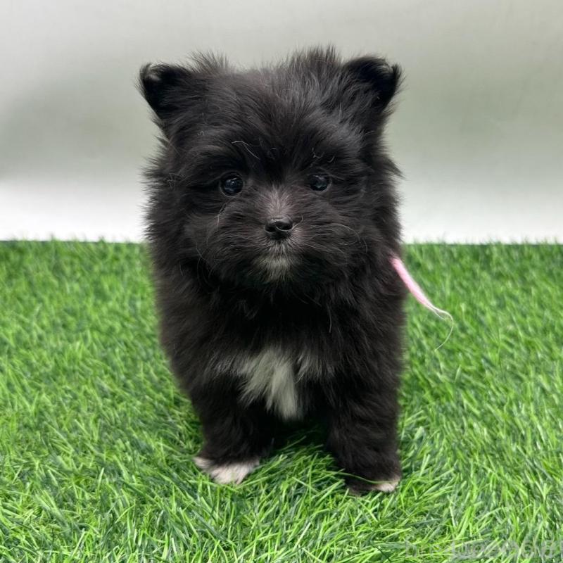 販売中の愛知県のポメマル:ポメラニアン×マルチーズ-436915