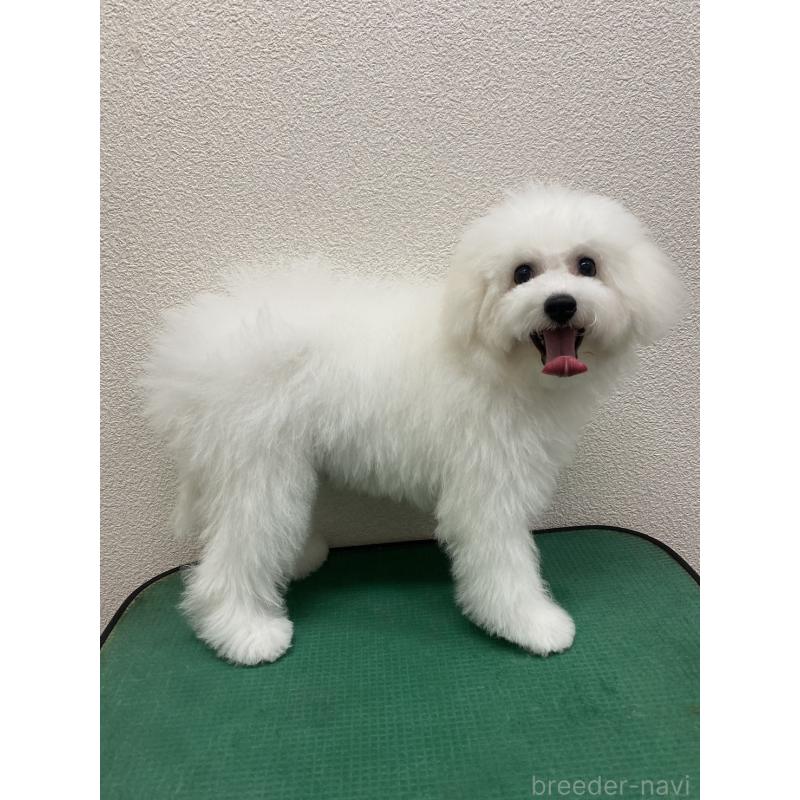 成約済の福岡県のビションフリーゼ-416479の6枚目