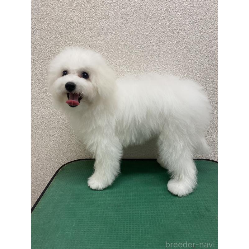 成約済の福岡県のビションフリーゼ-416479の5枚目