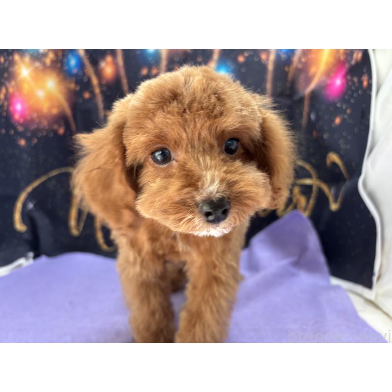 販売中の栃木県のタイニープードル-424872